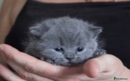 British Shorthair cats for sale: Blue bsh boy looking for his forever home.  - Image 1