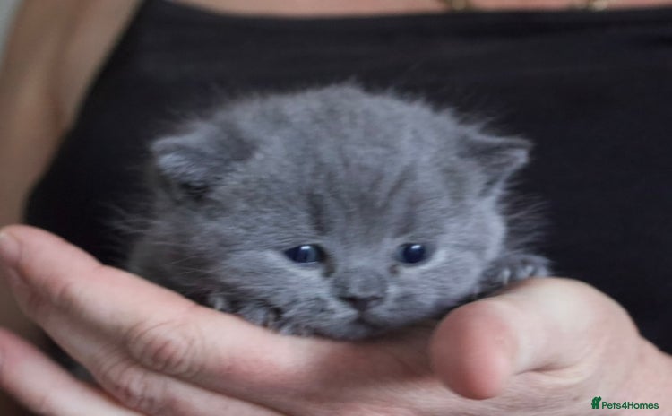 British Shorthair cats - Advert 11
