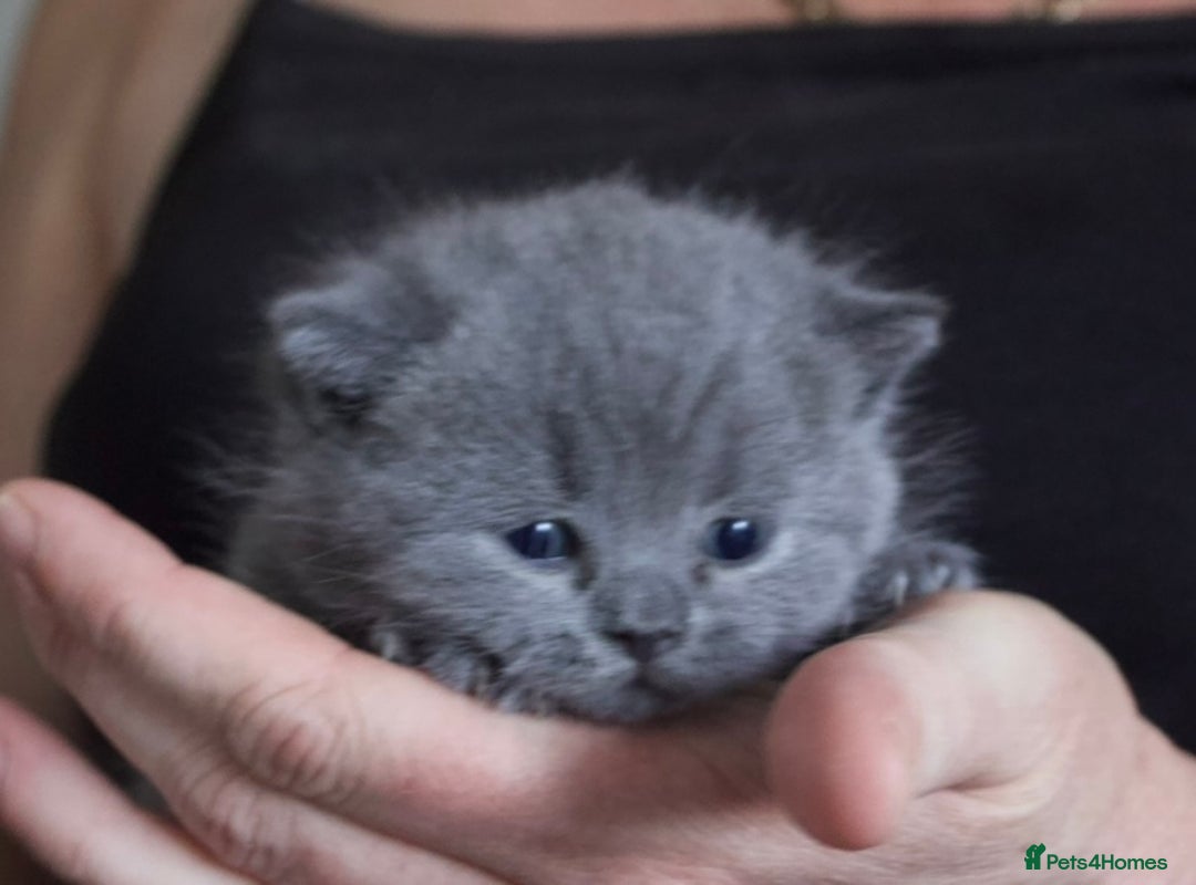 British Shorthair cats for sale: Blue bsh boy looking for his forever home.  - Image 1