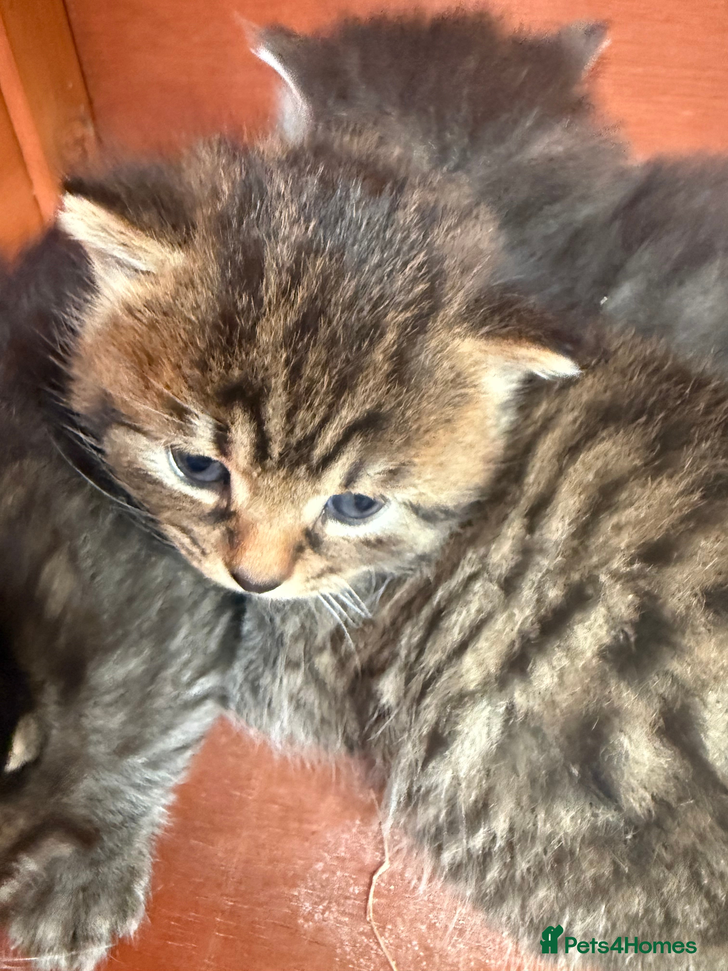 Mixed Breed cats Kittens for sale  - Advert 22