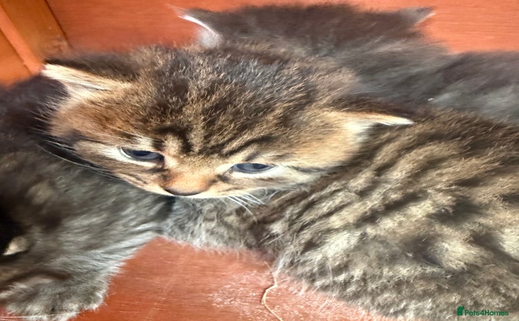 Mixed Breed cats - Advert 1