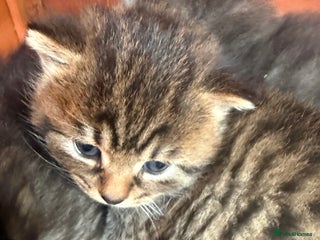 Mixed Breed cats - Advert 32