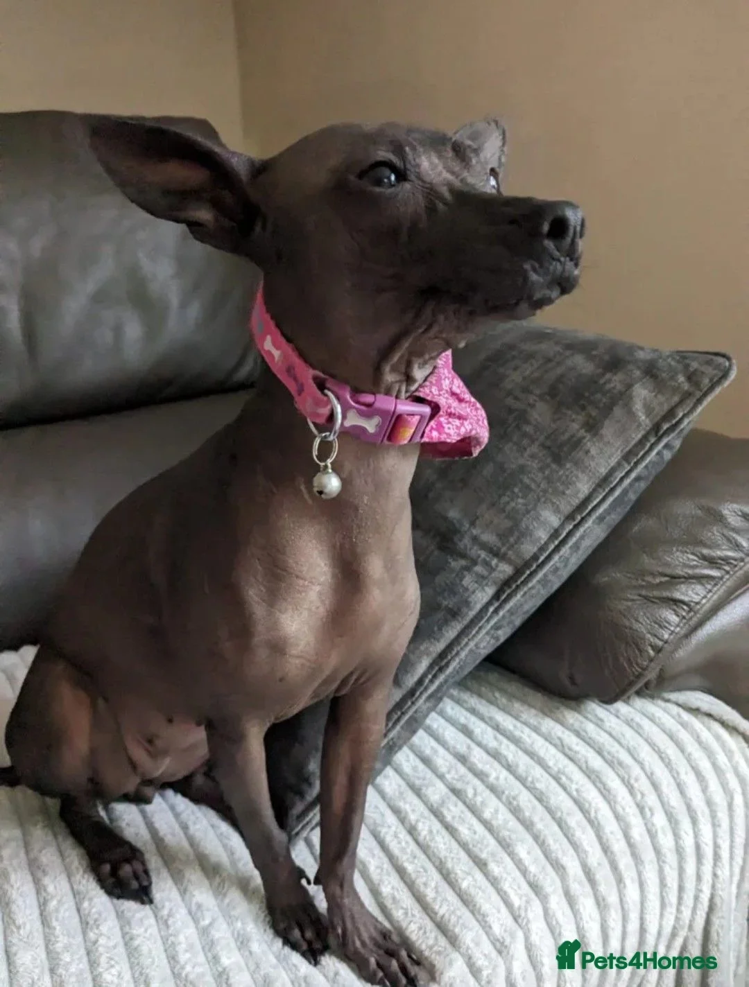 Mexican Hairless dogs for sale: KC registered Miniature mexican hairless (Xolo) - Advert 7