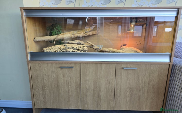 Bearded Dragon reptiles - Advert 5