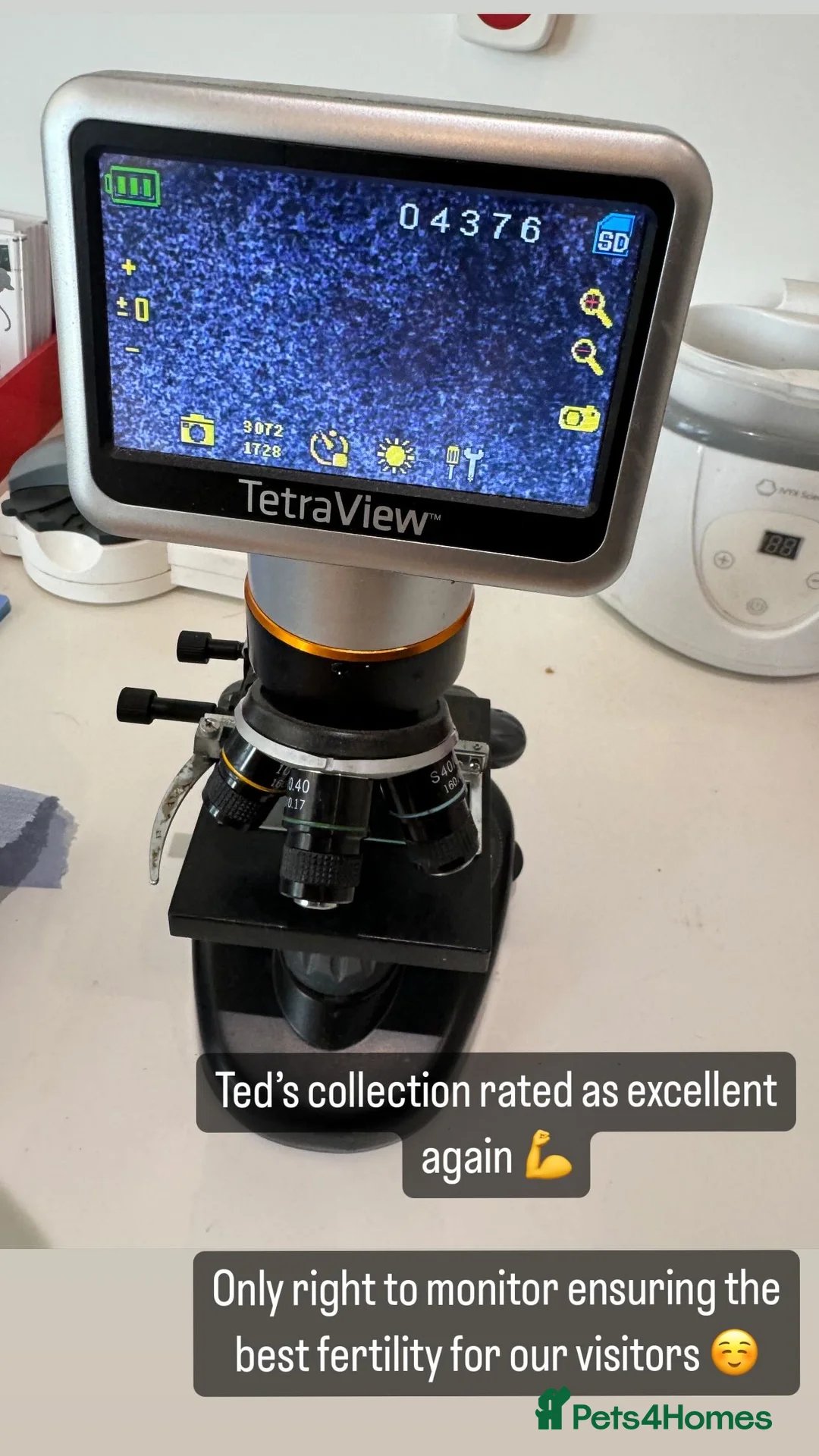 Labrador Retriever dogs for stud: PROVEN & FULLY HEALTH TESTED KC Dark Fox Red Stud  in York - Advert 37