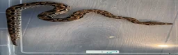Boa Snake reptiles for sale: Dumeril Boas - Advert 6
