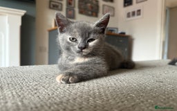 British Shorthair cats for sale: British shorthair cross Russian blue kitten - Image 2