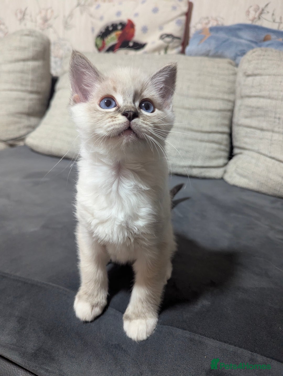 Ragdoll cats for sale: Ragdoll kitten  - Advert 3