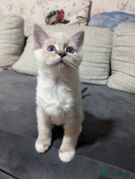 Ragdoll cats Ragdoll kitten - Advert 6