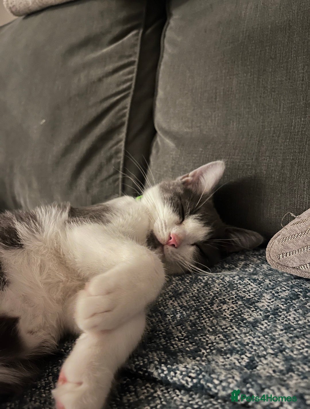 Ragdoll cats for sale: Beautiful Ragdoll x BSH - Advert 3