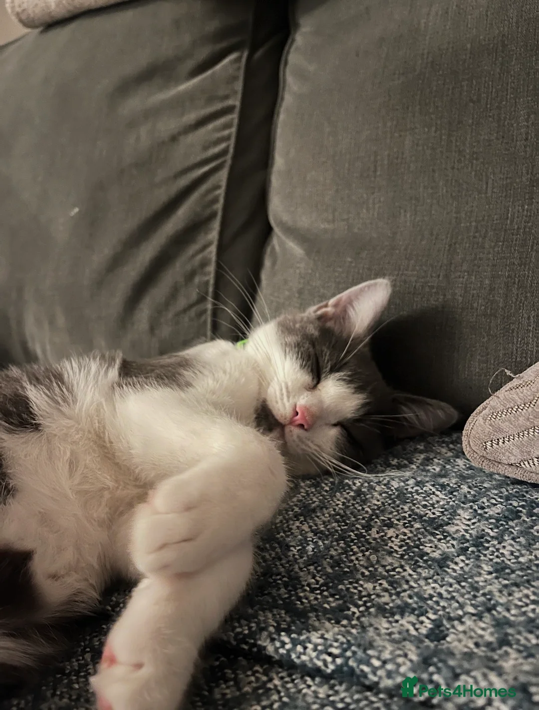 Ragdoll cats for sale: Beautiful Ragdoll x BSH - Advert 3