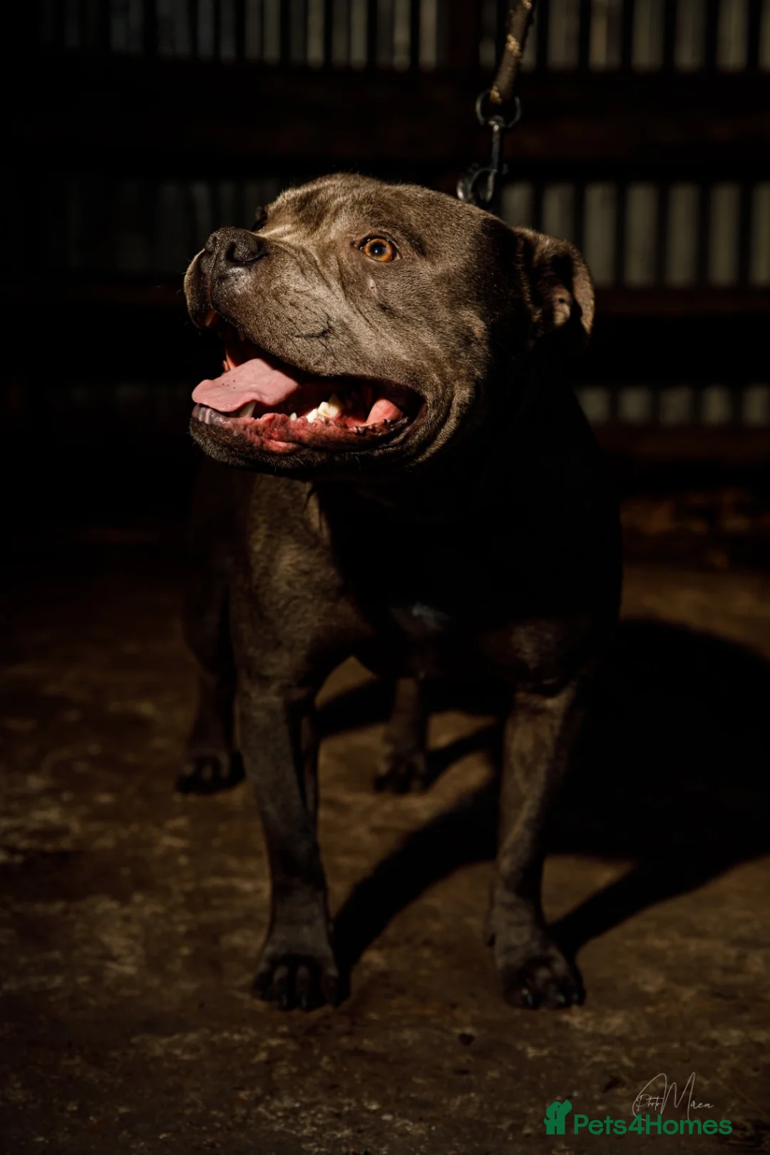 Staffordshire Bull Terrier dogs for stud: Best bloodlines in the UK Holds 20  CHAMPS PROVEN in Swansea - Advert 5