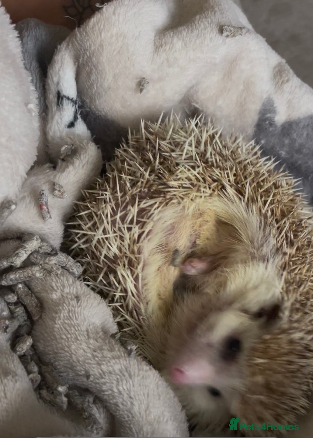 Pygmy Hedgehog rodents for sale: Gorgeous Mr Prickles - Advert 4