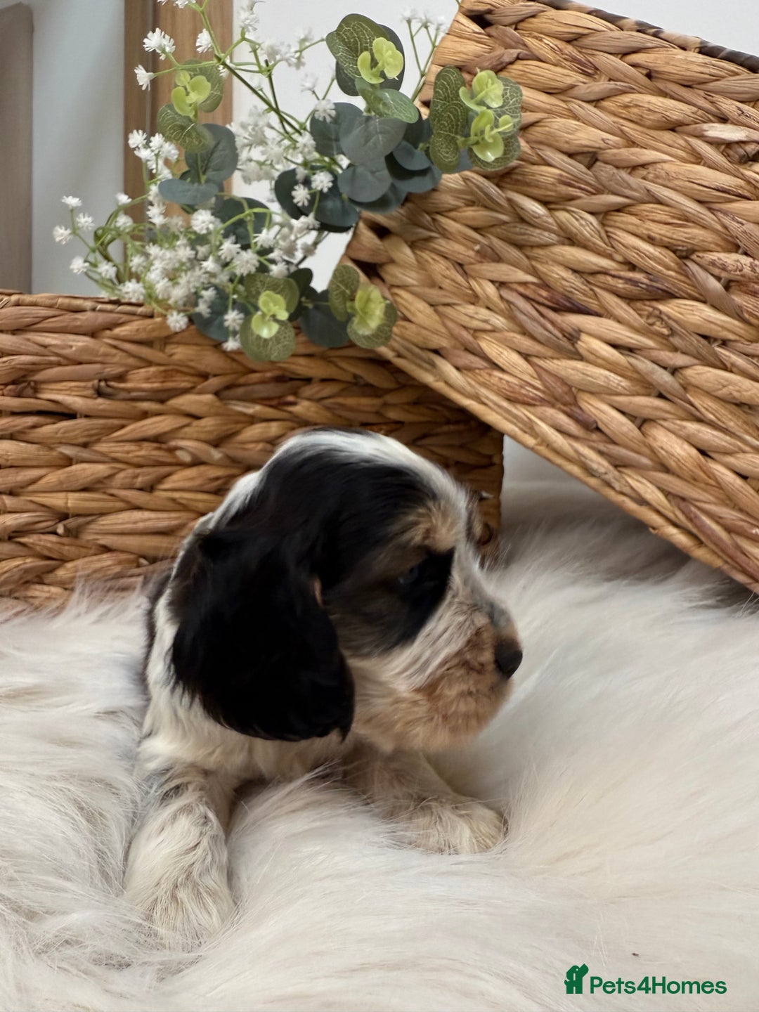 Cocker Spaniel dogs for sale: Quality Health Tested KC Reg Show cocker spaniels  - Advert 23