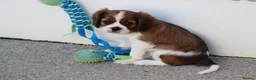 Cavalier King Charles Spaniel dogs for sale: PUG x CAVALIER puppies for sale  - Advert 4