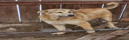 Golden Retriever dogs for adoption: 💛 HONEY — A Gentle Girl  - Advert 9