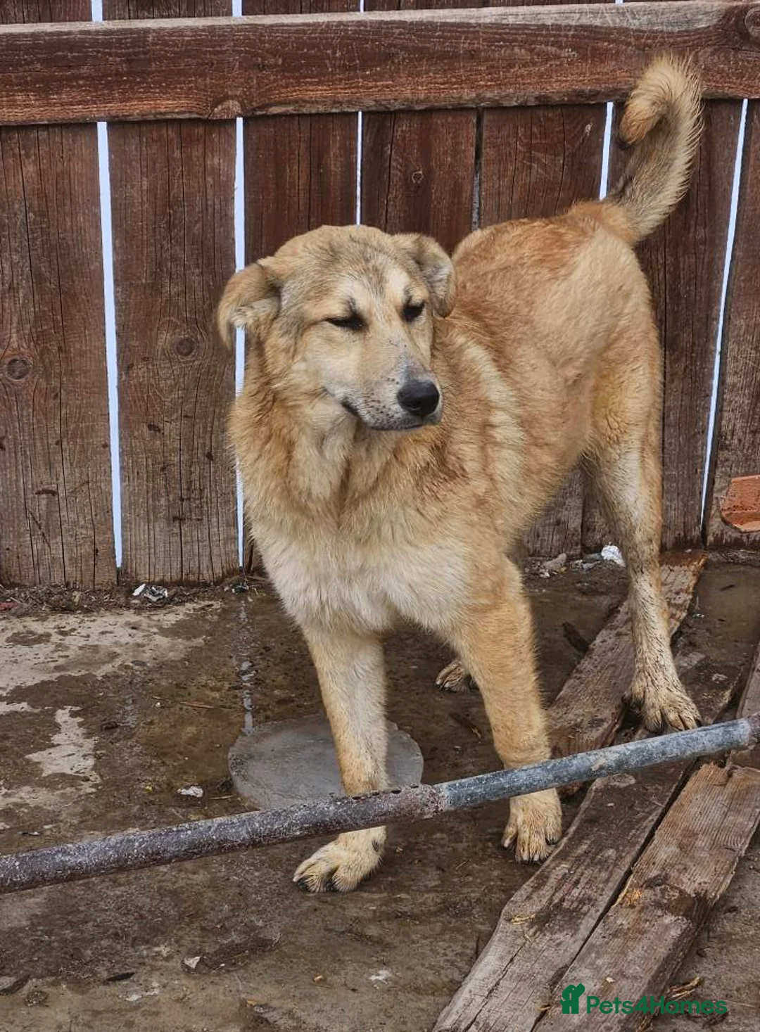 Golden Retriever dogs for adoption: 💛 HONEY — A Gentle Girl  - Advert 9