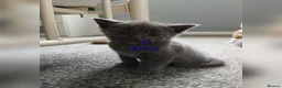 Mixed Breed cats for sale: 6 Adorable Kittens (4 Girls, 2 Boys) - Advert 5