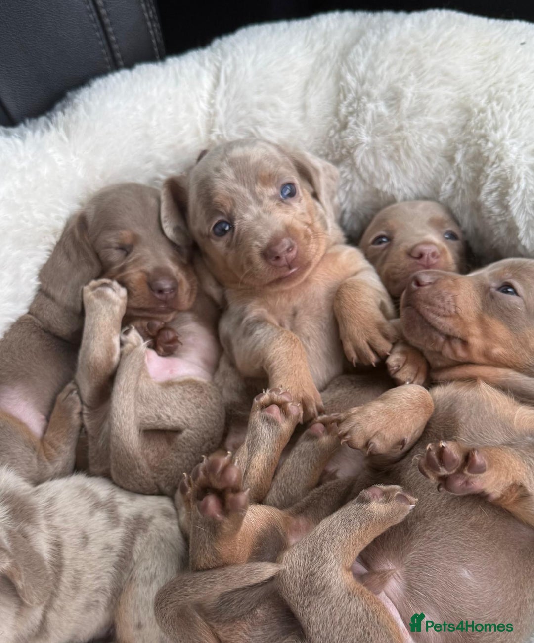 Miniature Dachshund dogs for sale: 🎄XMAS 🎄 MINIATURE DACHSHUNDS ISABELLA AND DAPPLE - Advert 8