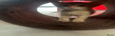 Mixed Breed 6