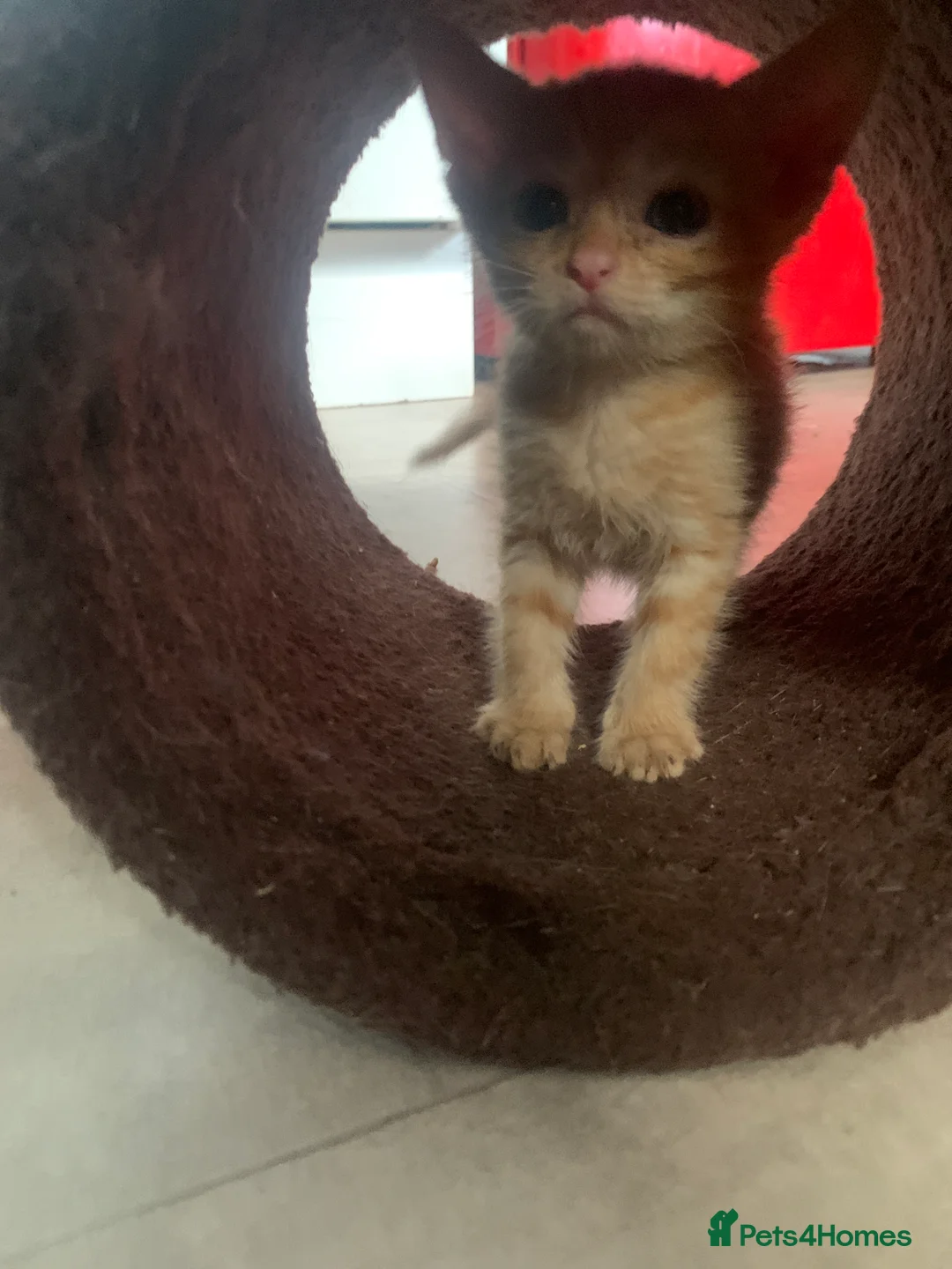 Mixed Breed cats for sale: Bengal mixed breed kittens  - Advert 2