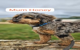 Cockapoo dogs for sale: Beautiful Toy f2 Cockapoos  - Image 1