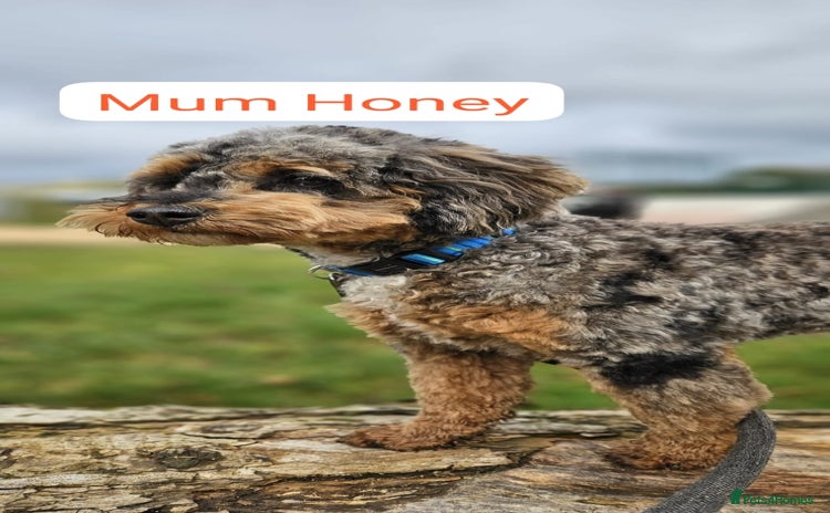 Cockapoo dogs - Advert 3