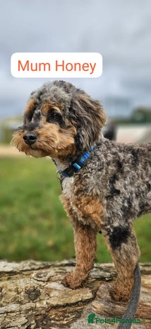 Cockapoo dogs - Advert 3