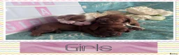 Cavalier King Charles Spaniel dogs for sale: Beautiful KC registered CKCS litter 💛 - Advert 8