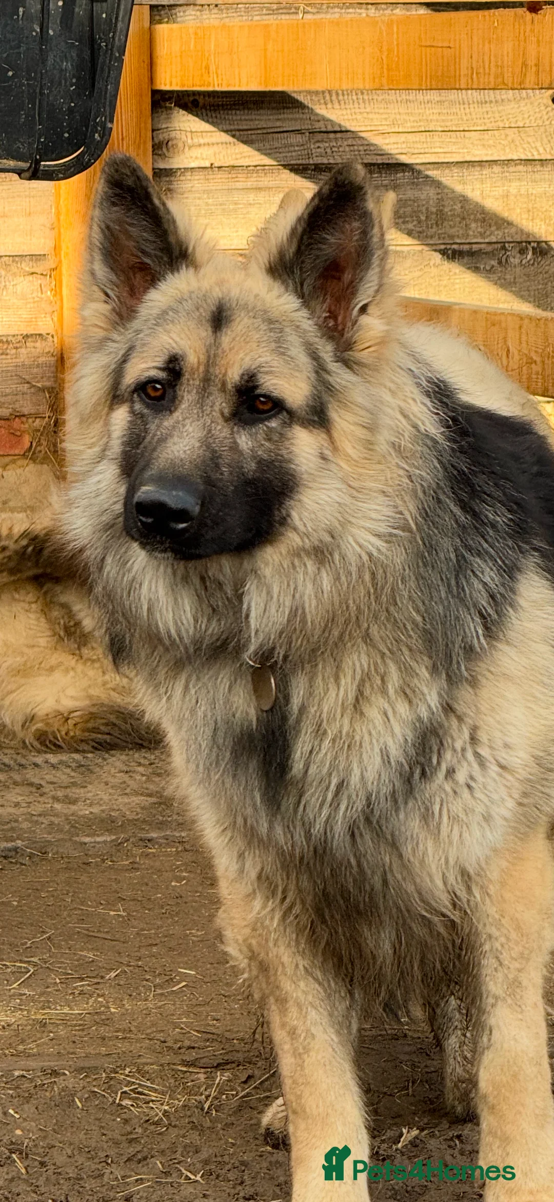 German Shepherd dogs for stud: Black and silver stud dog. Kc reg. health tested in Royston - Advert 5