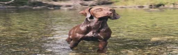 Mixed Breed dogs for sale: Fox red Labrador/vizsla/springer  - Advert 3