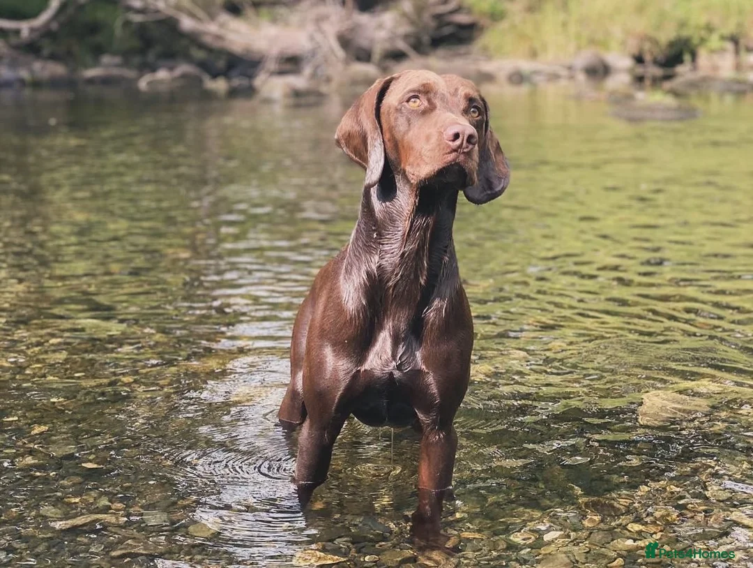 Mixed Breed dogs for sale: Fox red Labrador/vizsla/springer  - Advert 3