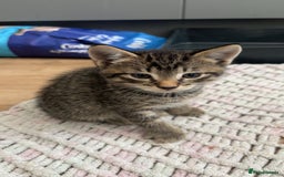 Domestic Shorthair cats for sale: 3 beautiful kittens  - Image 2