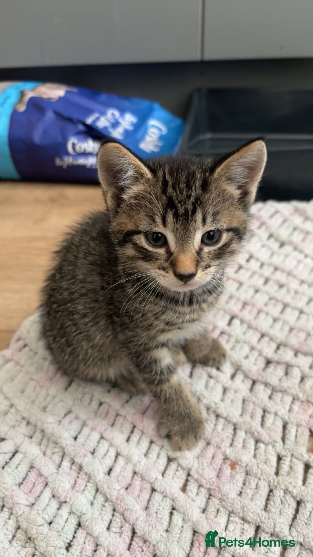 Domestic Shorthair cats for sale: 3 beautiful kittens  - Image 2