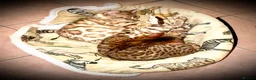 Bengal cats for sale: 2 beautiful benegal sisters  - Advert 2