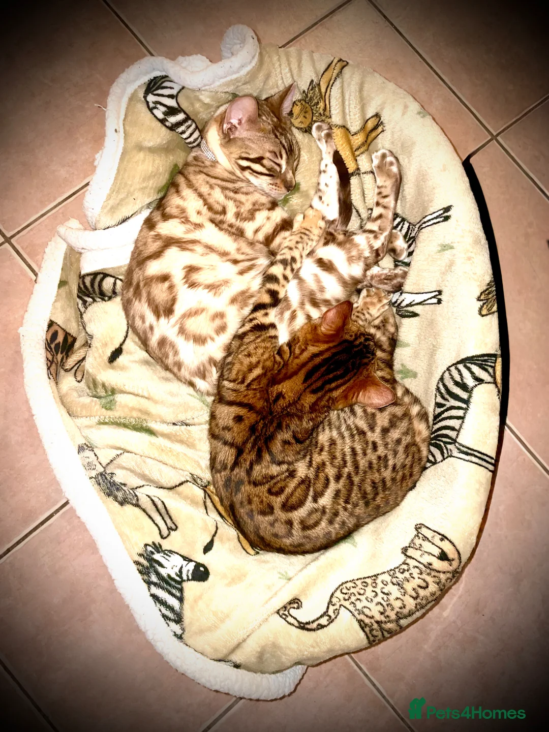 Bengal cats for sale: 2 beautiful benegal sisters  - Advert 2