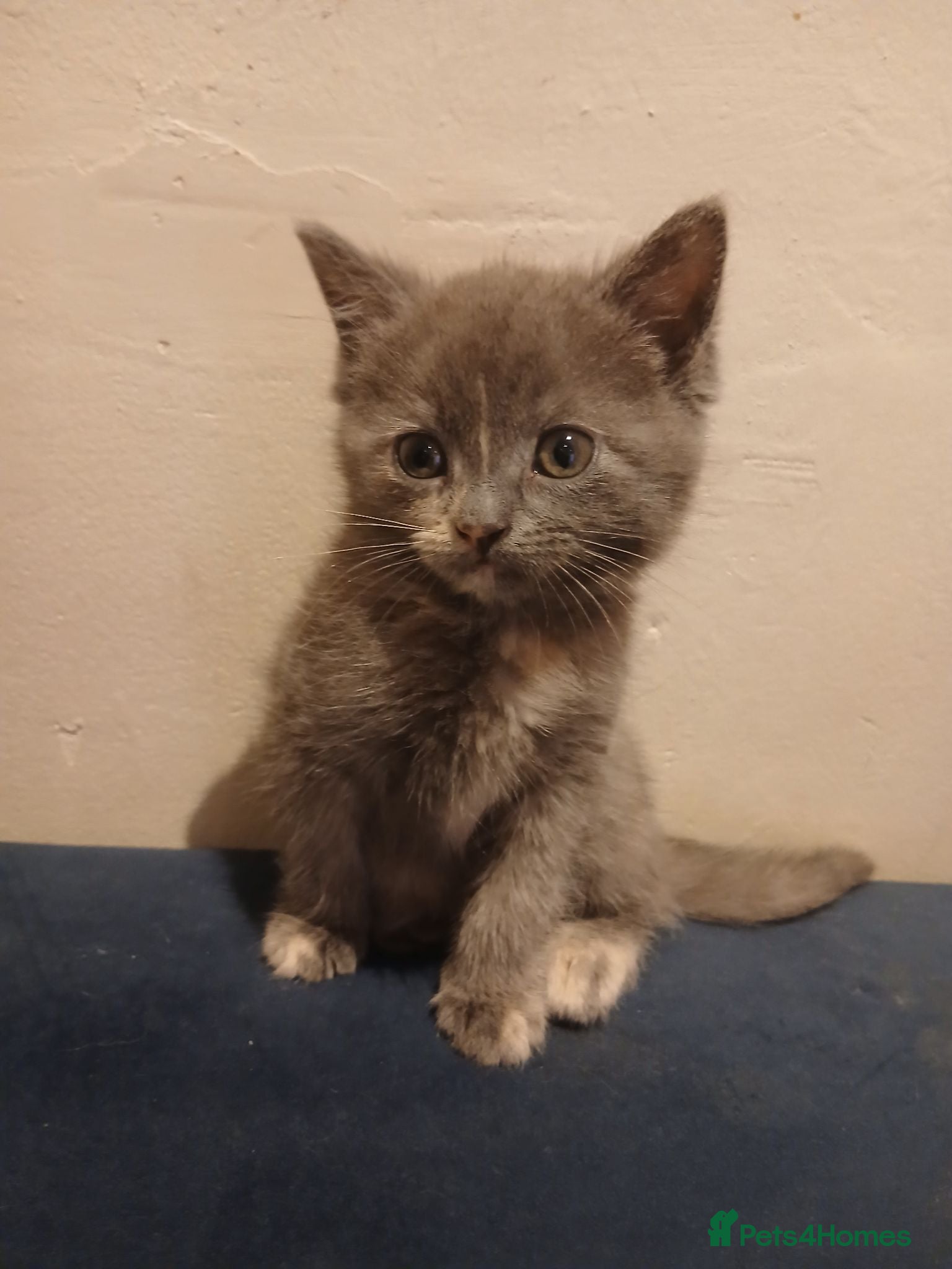 British Shorthair cats British shorthair kittens - Advert 1