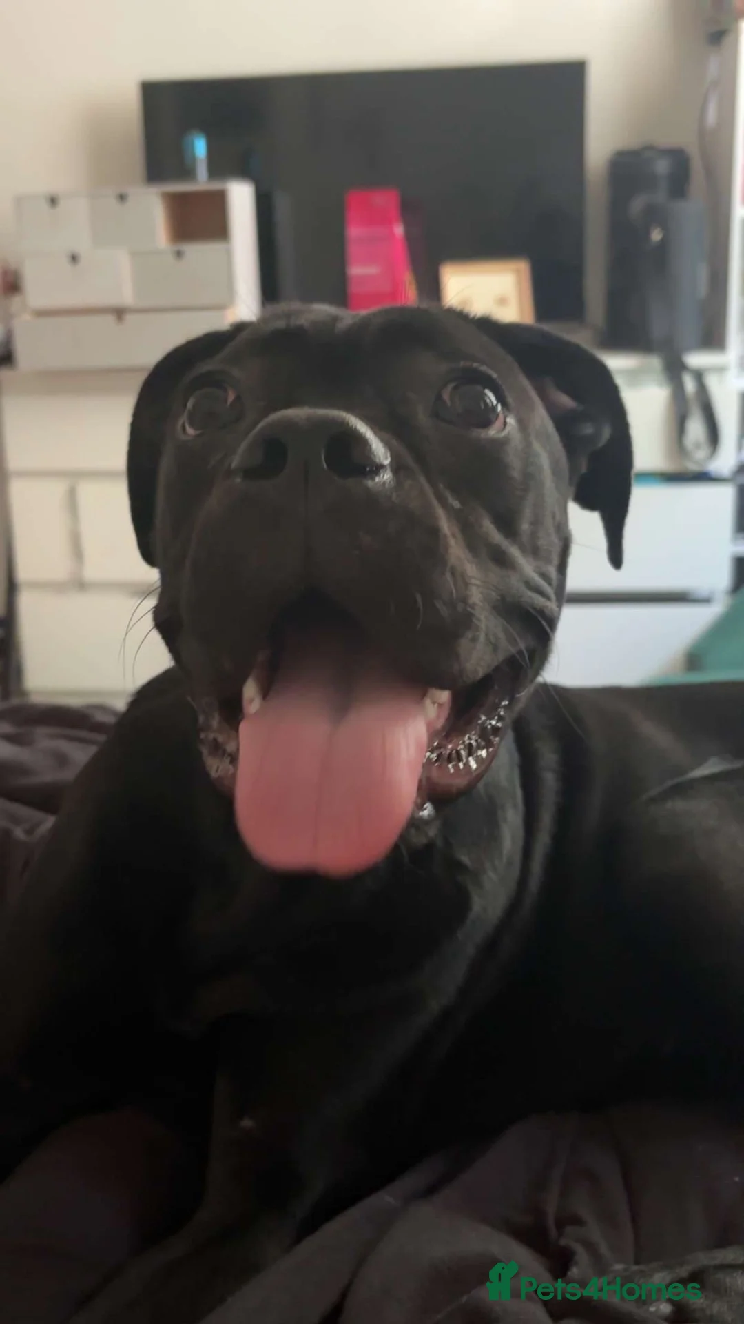 Cane Corso dogs for sale: Female cane corso in Tamworth - Advert 4
