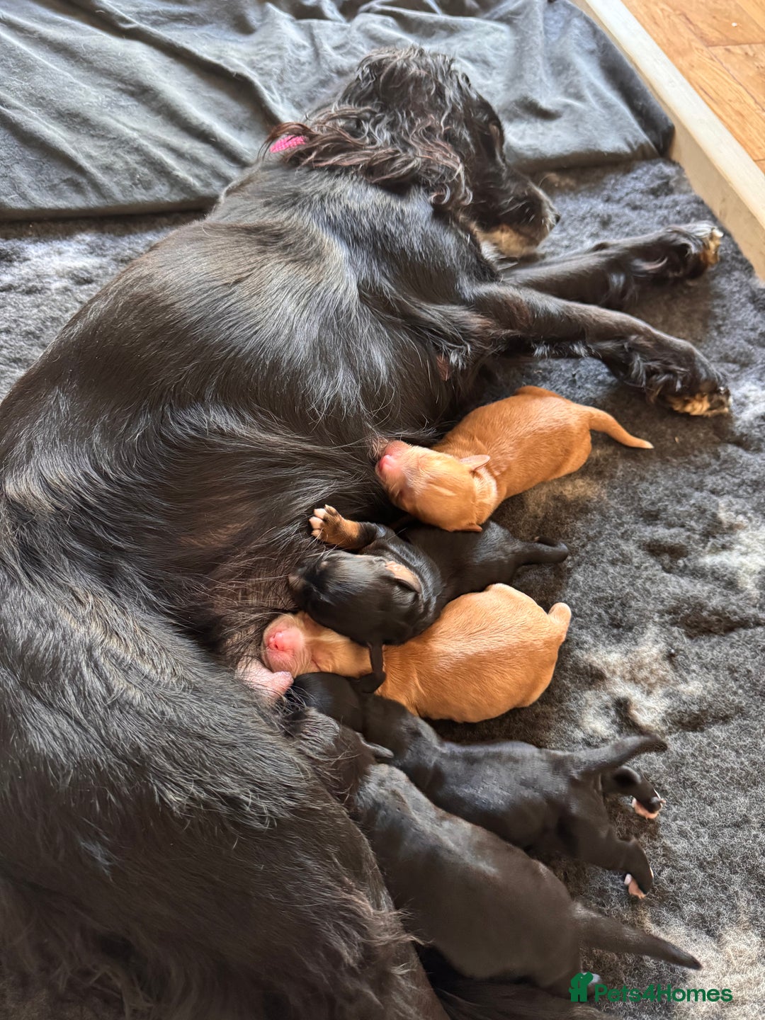Cocker Spaniel dogs for sale: KC Cocker Spaniel Puppies  - Image 3