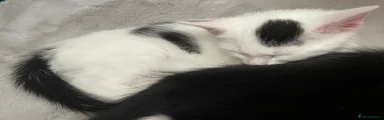 Mixed Breed Kitten 2