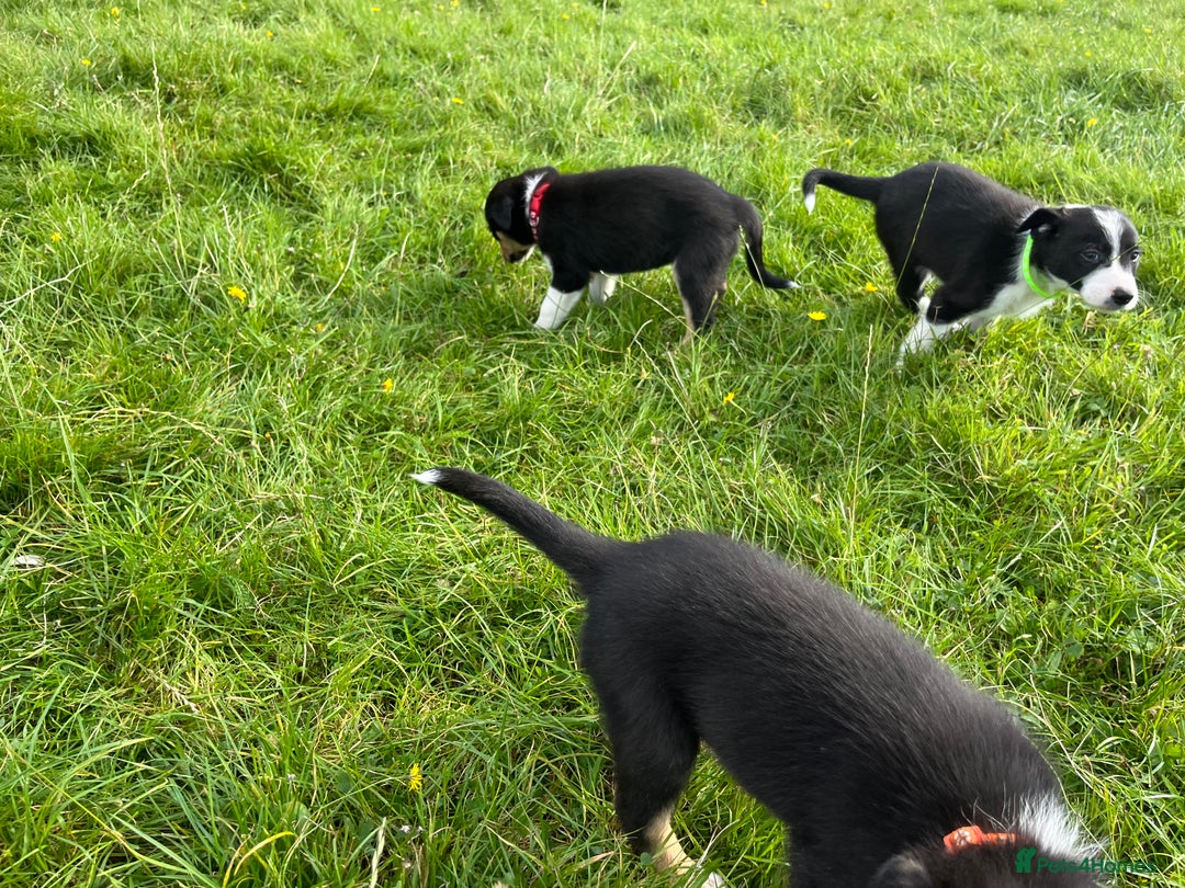 Border Collie dogs for sale: 4 border collie males looking for forever homes  - Image 11