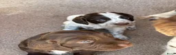 Sprocker dogs for sale: Sprocker Pups - Advert 4