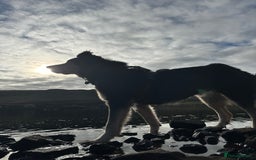 Mixed Breed dogs for sale: Care Bear  - Image 4