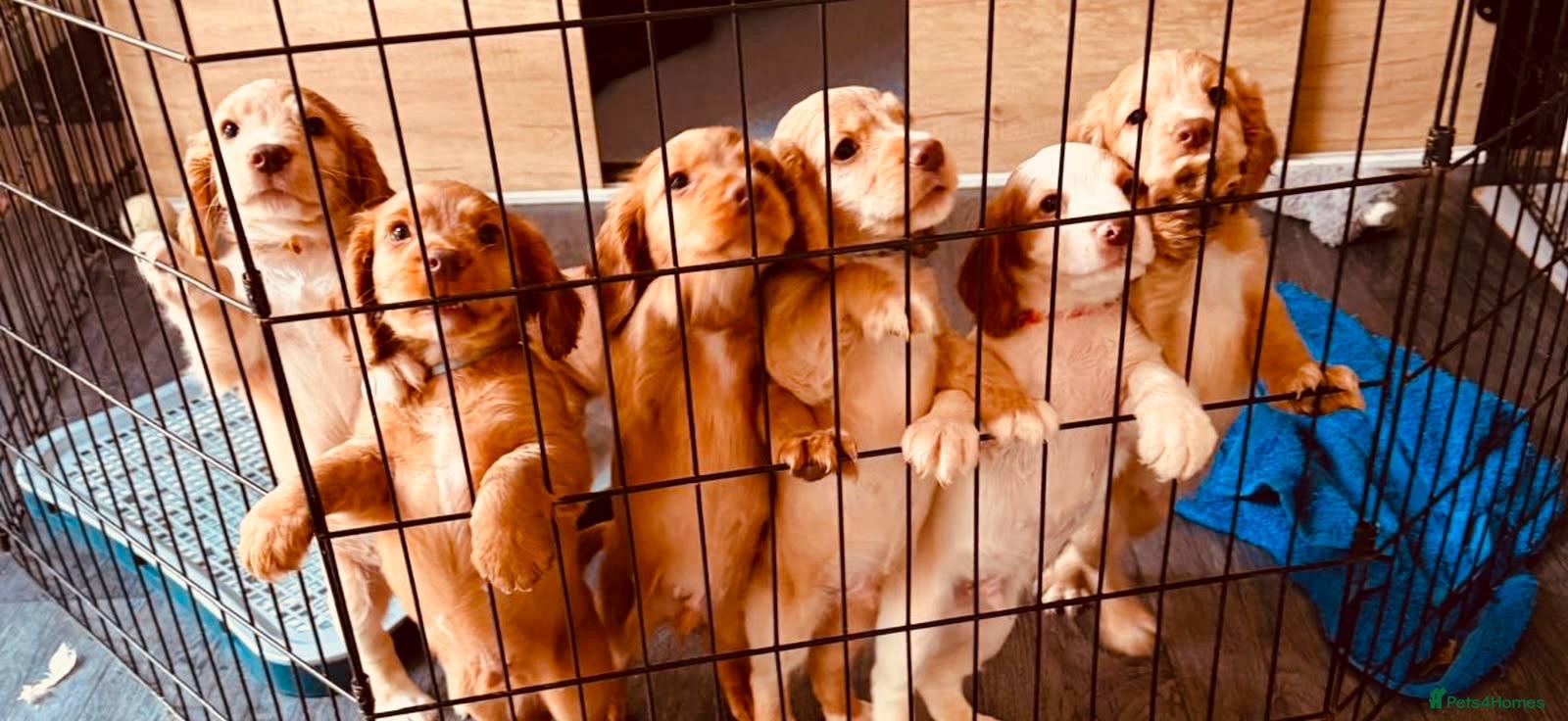 Cocker Spaniel dogs Ready to Re home Cockers  - Advert 5