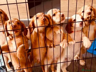 Cocker Spaniel dogs Ready to Re home Cockers - Advert 5