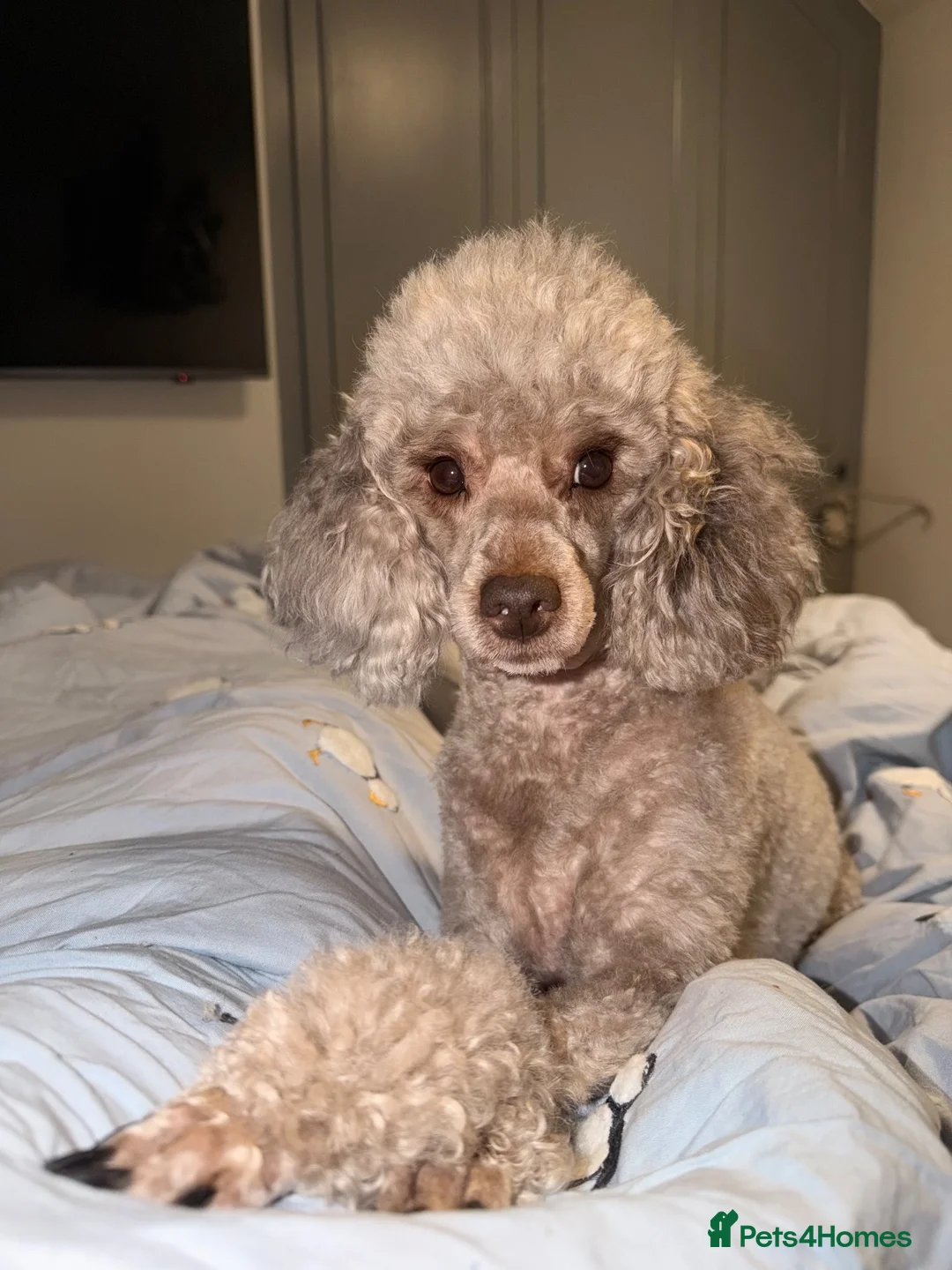 Cockapoo dogs for sale: COCKAPOO PUPS LOOKING FOR THEIR FOREVER HOMES! 🐾 - Advert 1