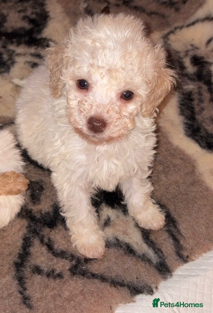 Cockapoo dogs Child friendly cockapoo puppies ready March - Advert 6