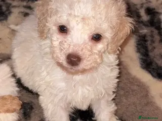 Cockapoo dogs Child friendly cockapoo puppies ready March - Advert 6