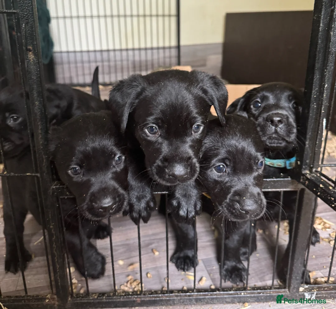 Labrador Retriever dogs for sale: KC Labrador - Traditional working  - Advert 2