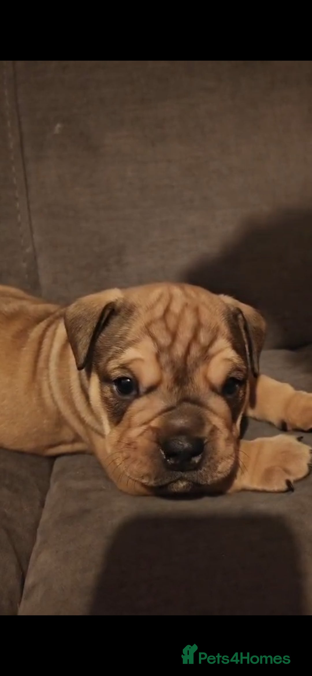 Mixed Breed dogs for sale: New england bulldogs  - Advert 12